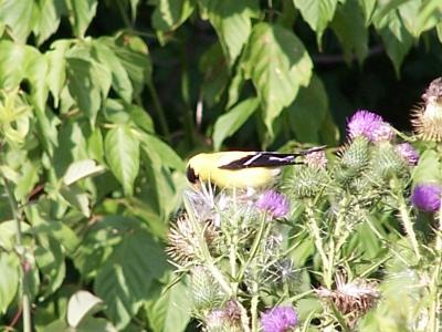 goldfinch on thistle