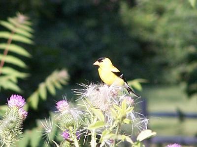 goldfinch on thistle 2
