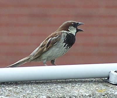 city sparrow