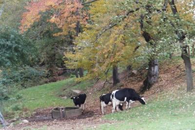 holstein cows in fall colors