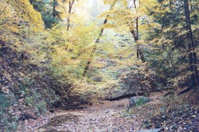 leaf covered creek bed