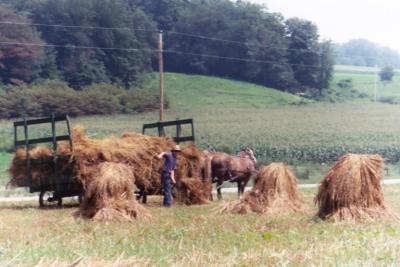 harvesting the hay