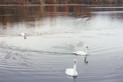 three swans a swimming
