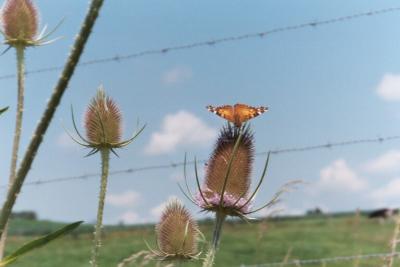 painted lady on thistle