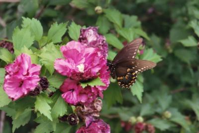 black swallowtail on rose of sharon
