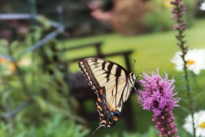 tiger swallowtail in kleckners yard