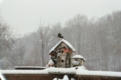 junco on birdhouse