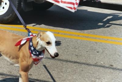 patriatic dog in the memorial day parade