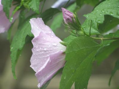 rose of sharon after the rain