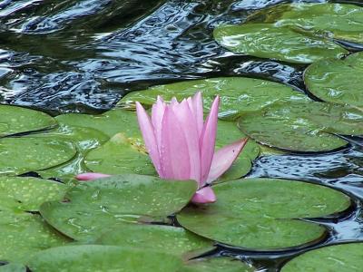 water lily