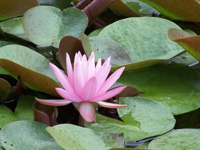 water lily in the leaves
