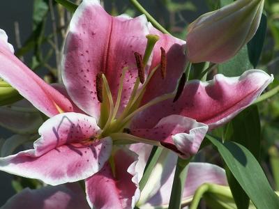 star gazer lily