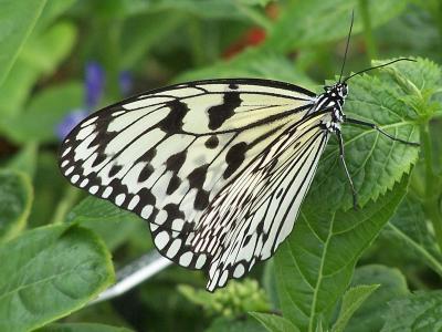 paper kite