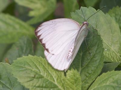 great southern white