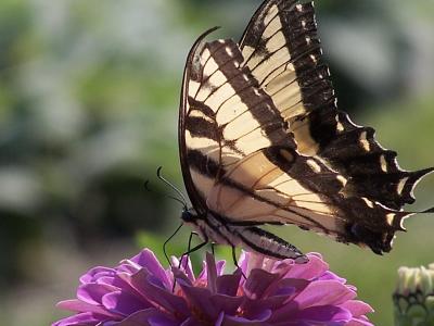 eastern tiger swallowtail