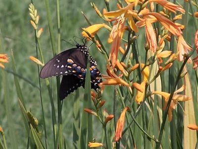 black swallowtail