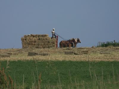 bringing in the hay
