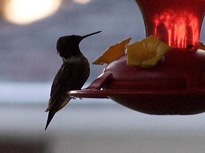 first hummingbird pics