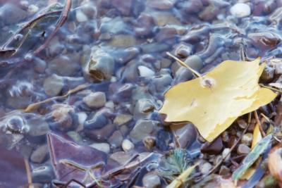 yellow leaf in water