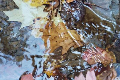 leaves under water