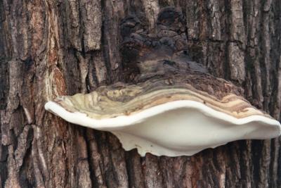 large fungus on a tree