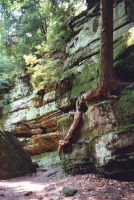 tree growing on stone