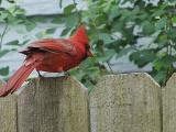 cardinal on a fence