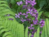 ferns with money plant