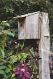 birdhouse with vining clematis