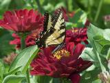 eastern tiger swallowtail