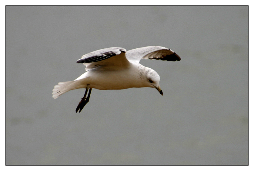 Seagull
