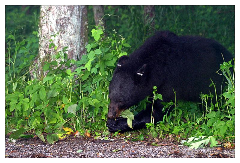 Black Bear