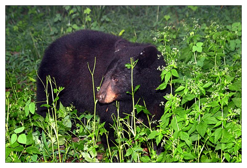 Black Bear