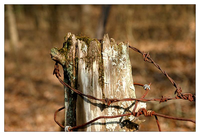 Stump And Barb Wire