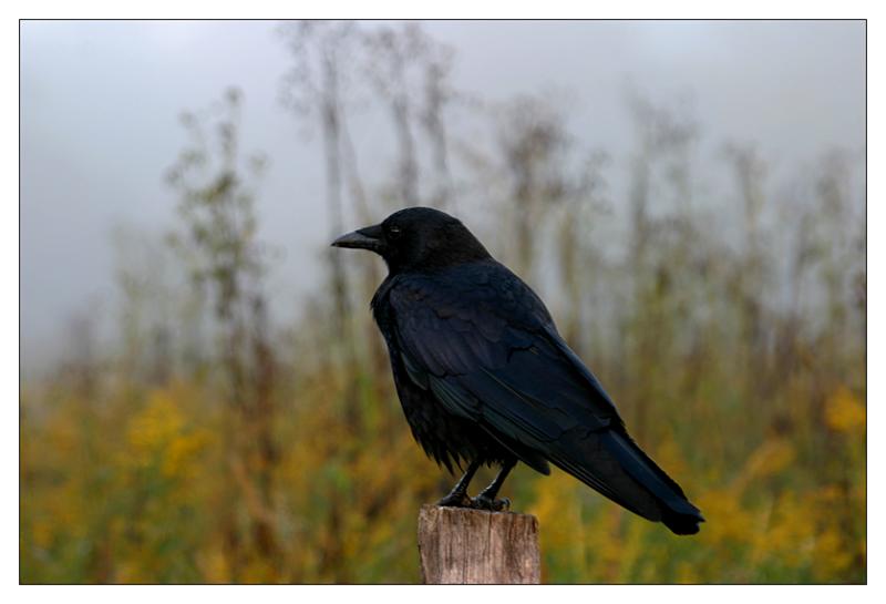 Crow