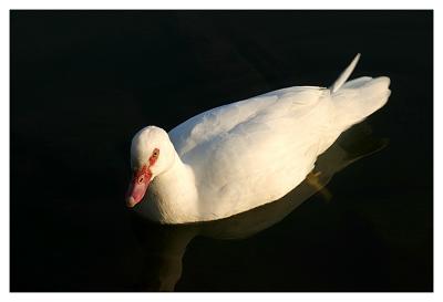 White Duck