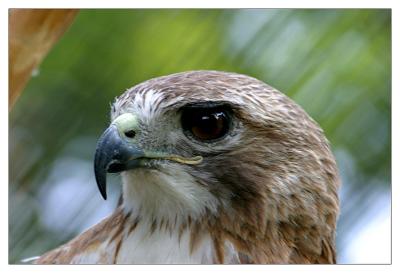 Red Tail Hawk