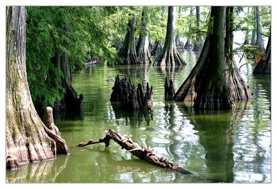 Cypress Tree at reelfoot
