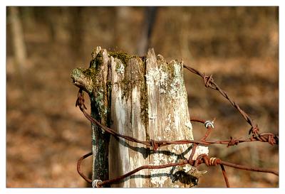 Stump And Barb Wire