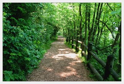 Trail At Radnor Lake