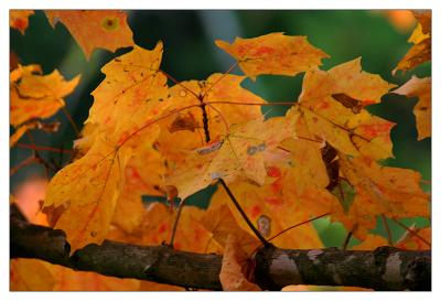 leaves at radnor lake