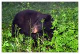 Black Bear