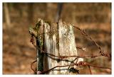Stump And Barb Wire