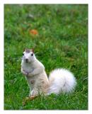 White Squirrel in brevard nc