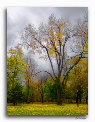 Dernires couleurs - Last Burst of Fall