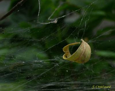 v3/46/598146/3/50946178.CaughtinaSpiderweb.jpg
