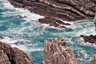 High cliffs nesting