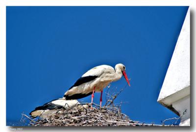 White stork nest