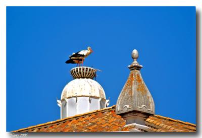 White stork nest