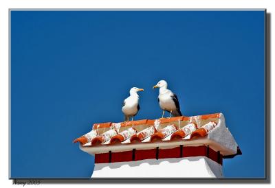 Courting